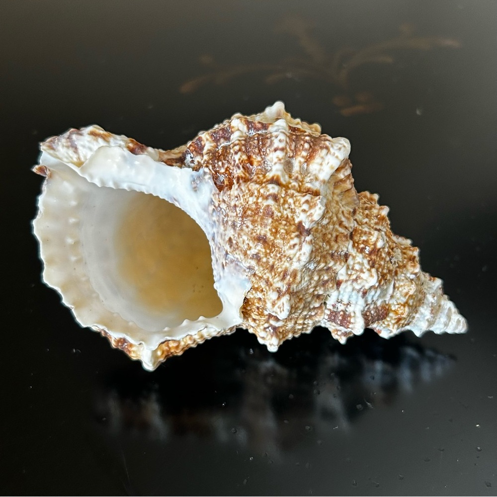 Frog Shell